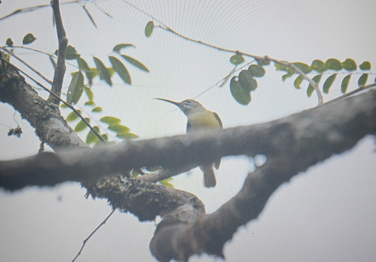 Павуколов малий - ML646832351