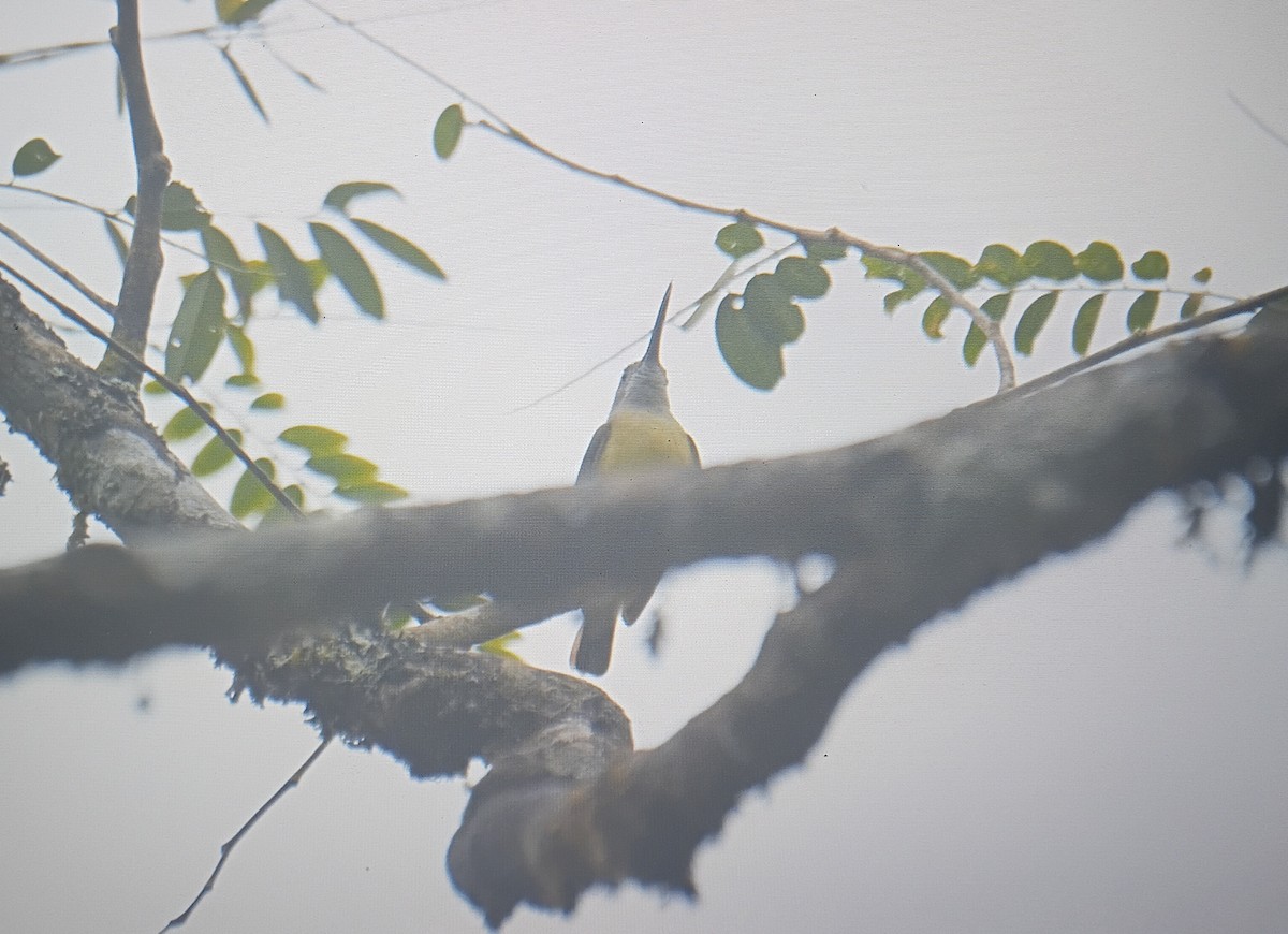 Павуколов малий - ML646832352