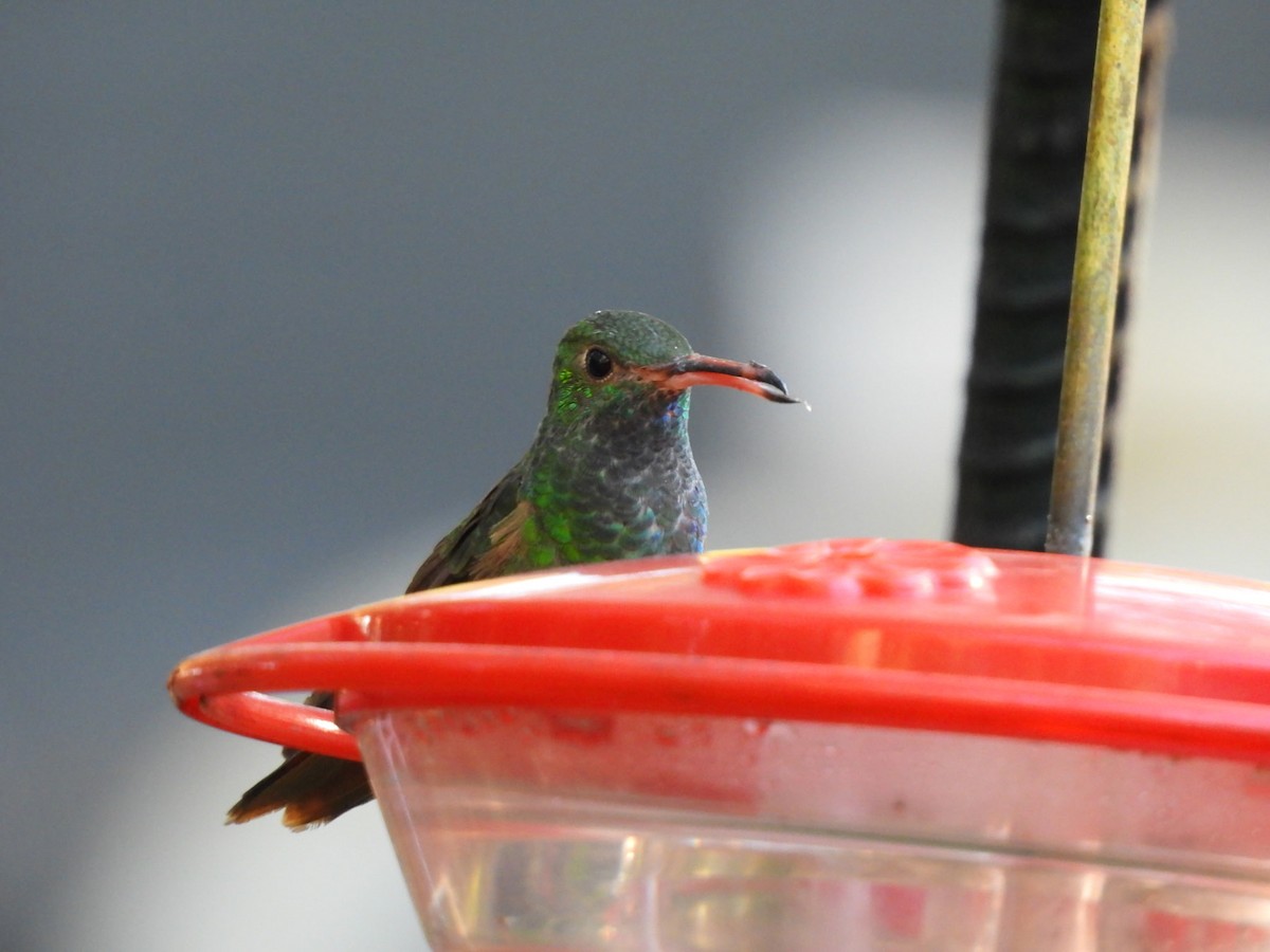 Buff-bellied Hummingbird - ML646832353