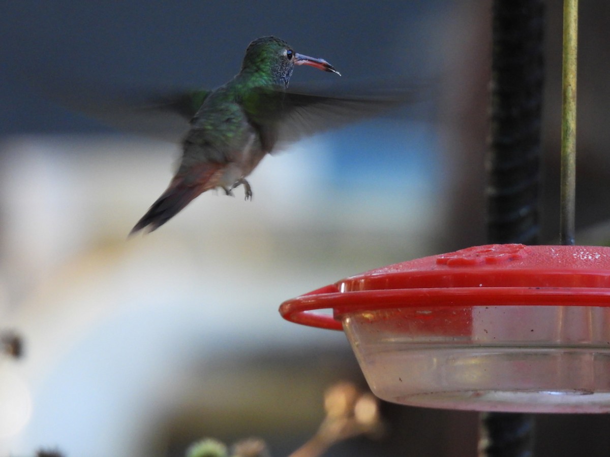 Buff-bellied Hummingbird - ML646832354
