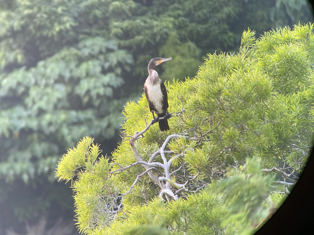 Great Cormorant - ML646832366