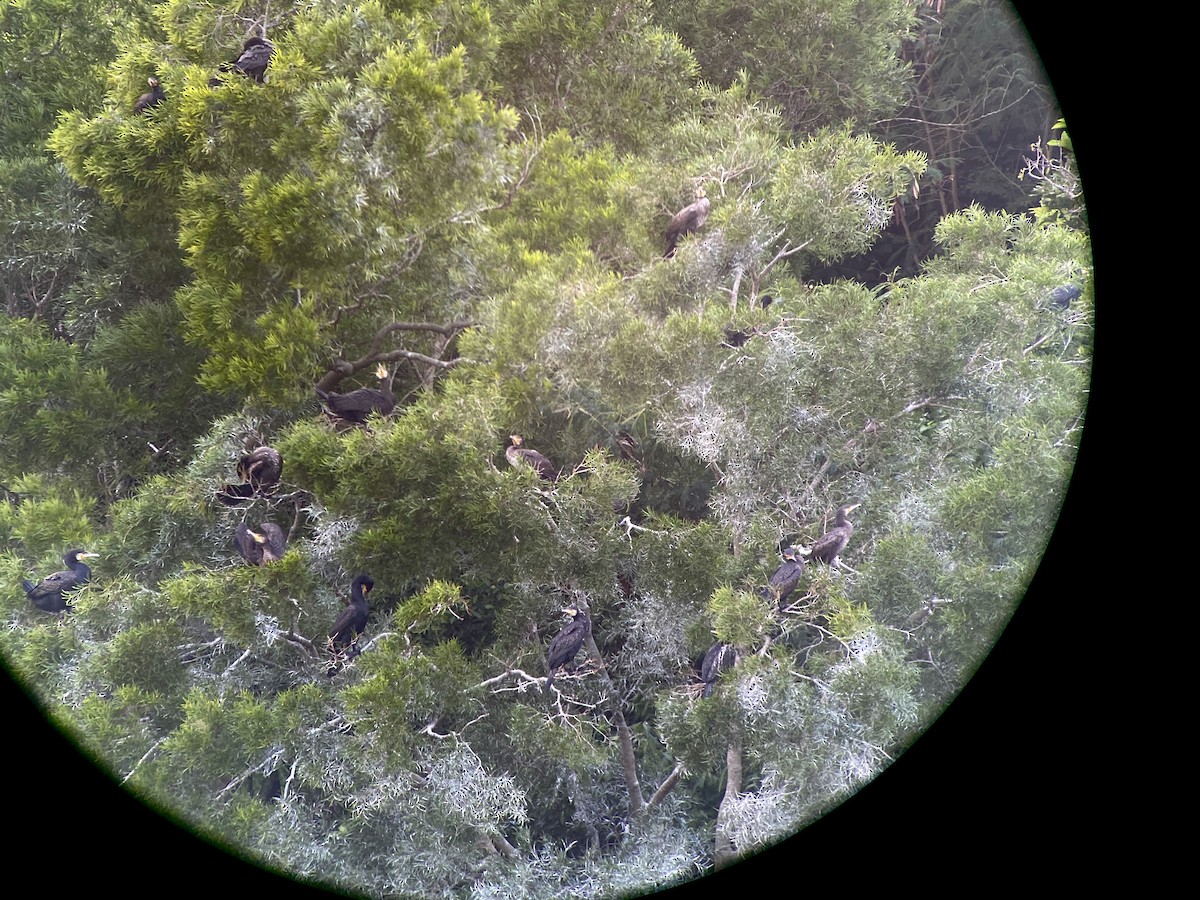 Great Cormorant - ML646832368