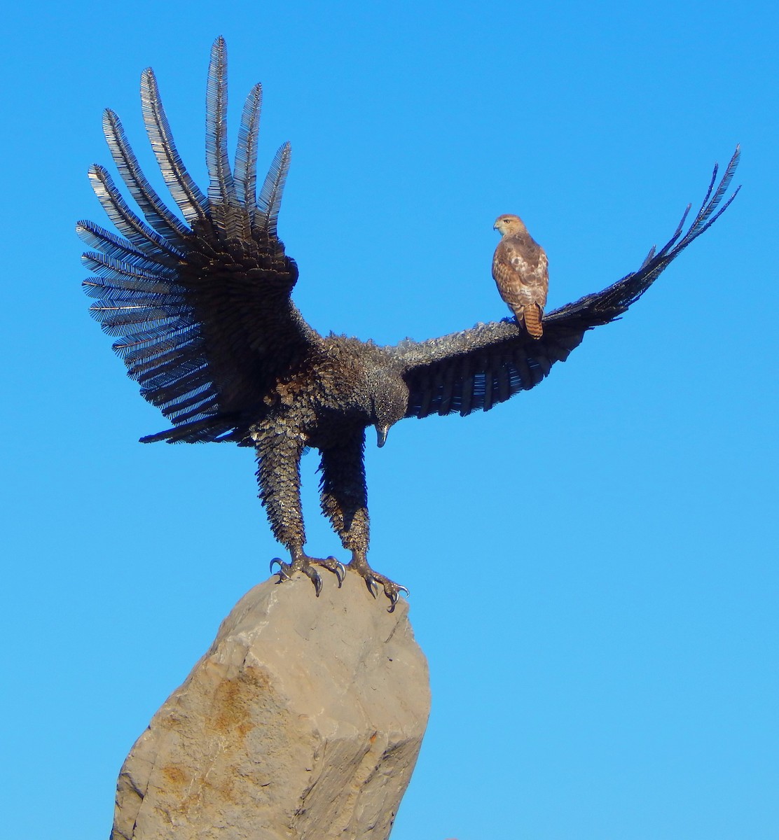 Red-tailed Hawk - ML646832369