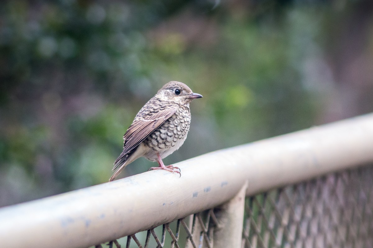 hvitstrupesteintrost - ML646832374