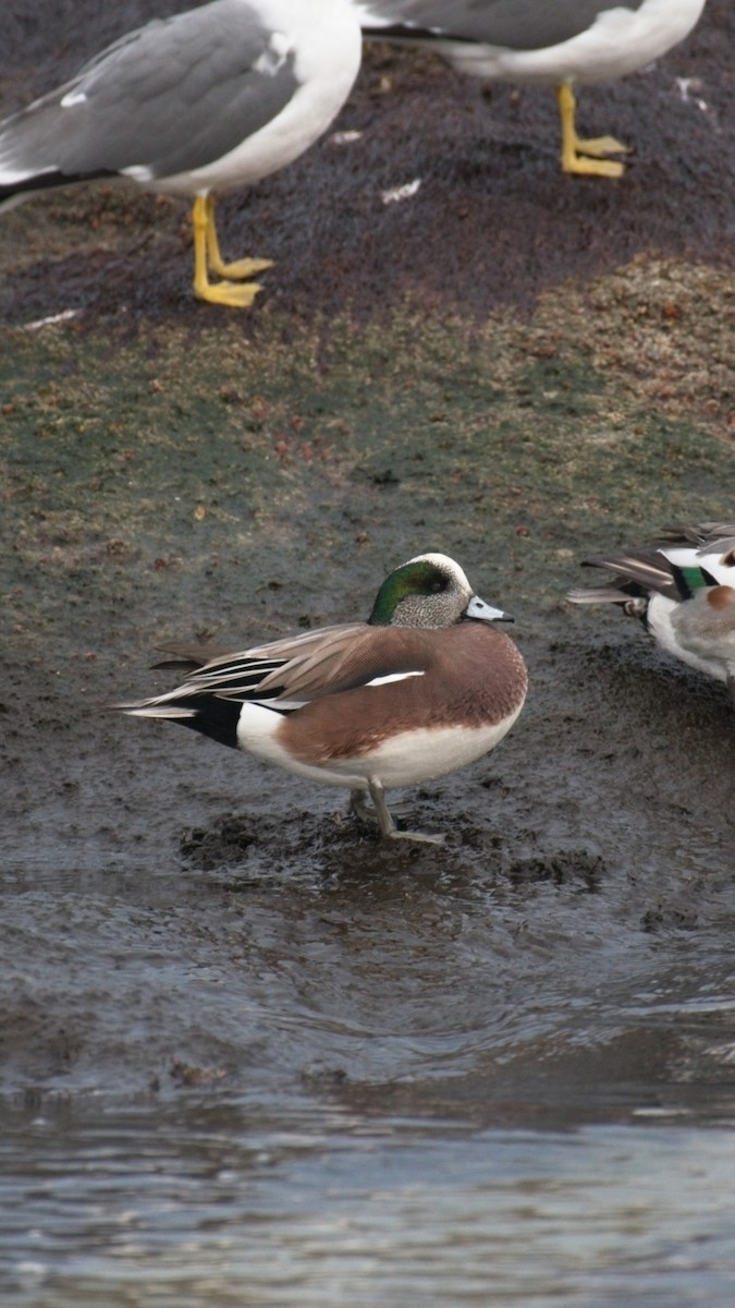 American Wigeon - ML646832375
