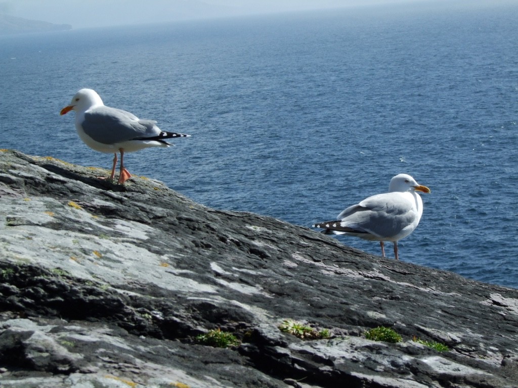 Silbermöwe - ML646832378