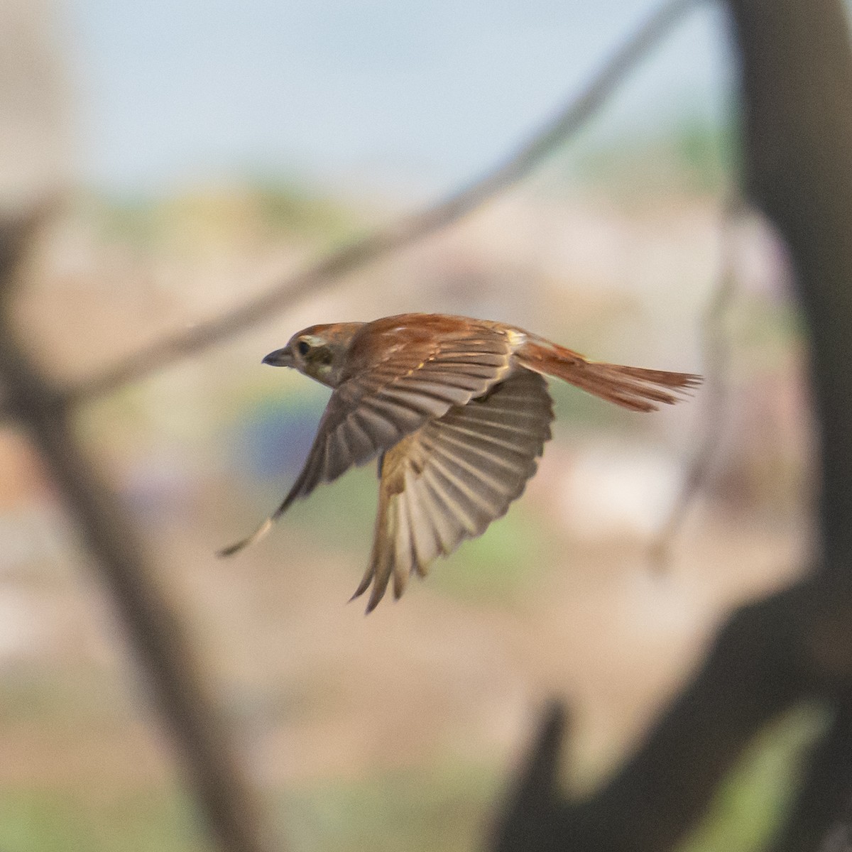 Сорокопуд терновий - ML646832379