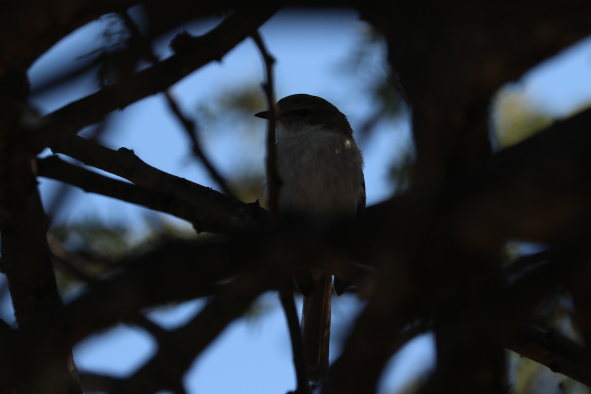 Marico Flycatcher - ML646832389