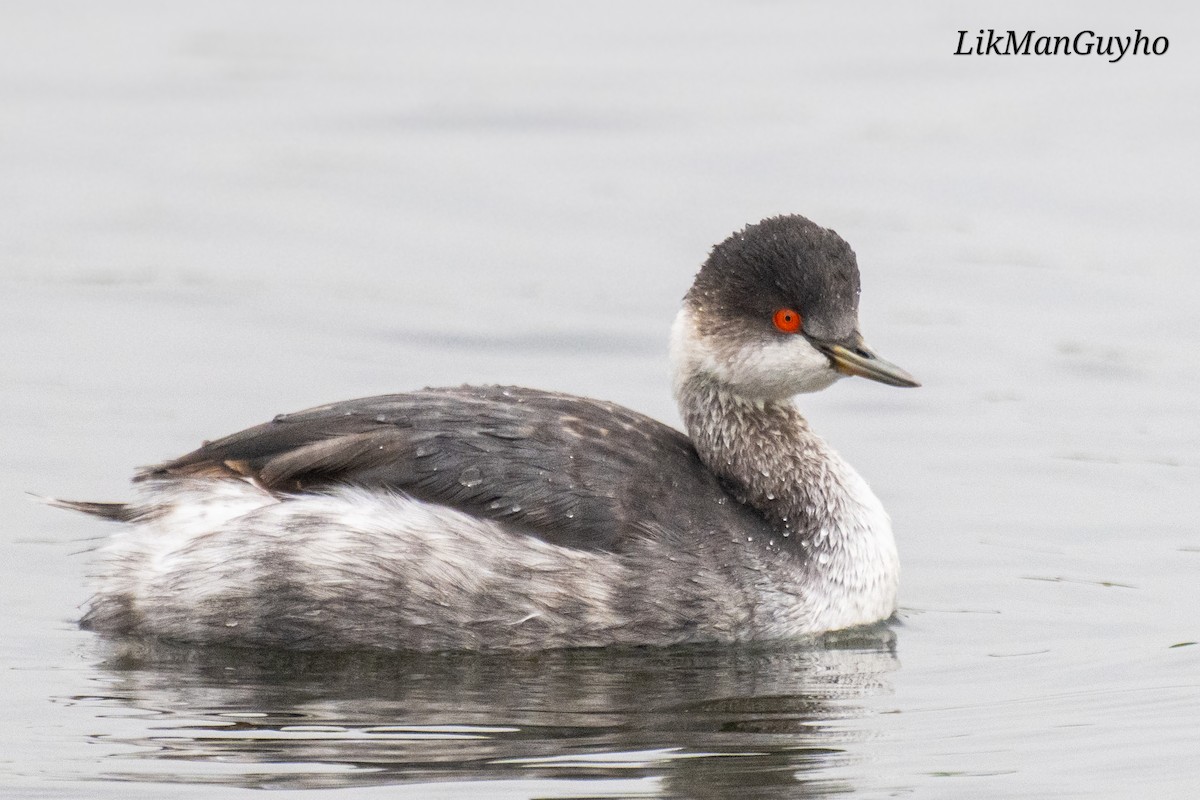 Svasso piccolo - ML646832392