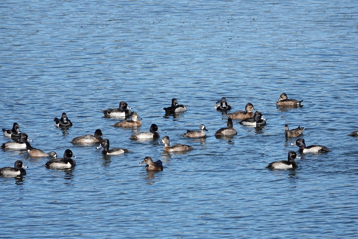 Ringschnabelente - ML646832393