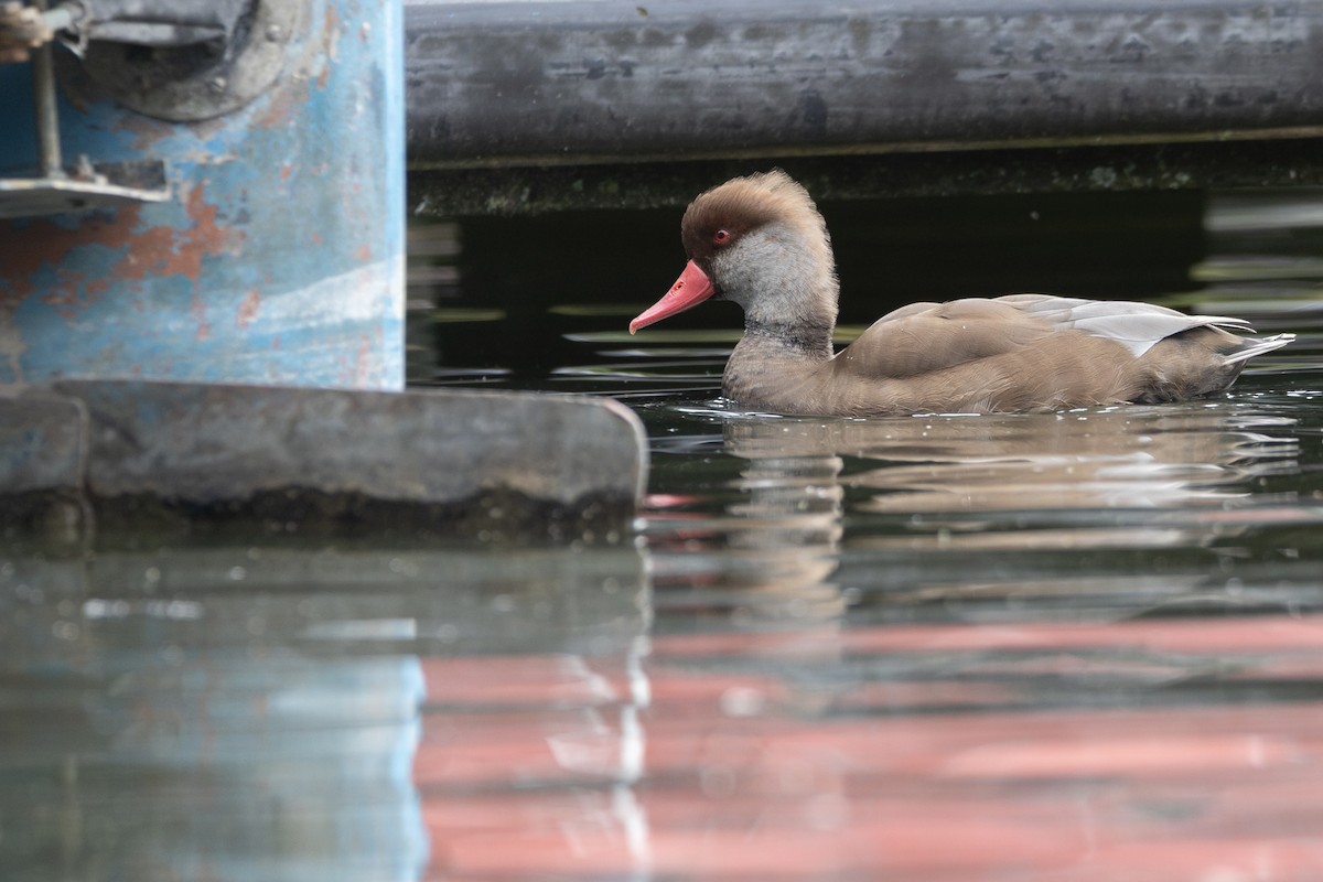 Red-crested Pochard - ML646832402