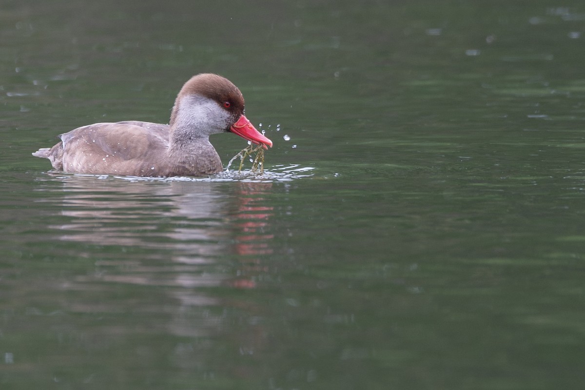 Red-crested Pochard - ML646832403