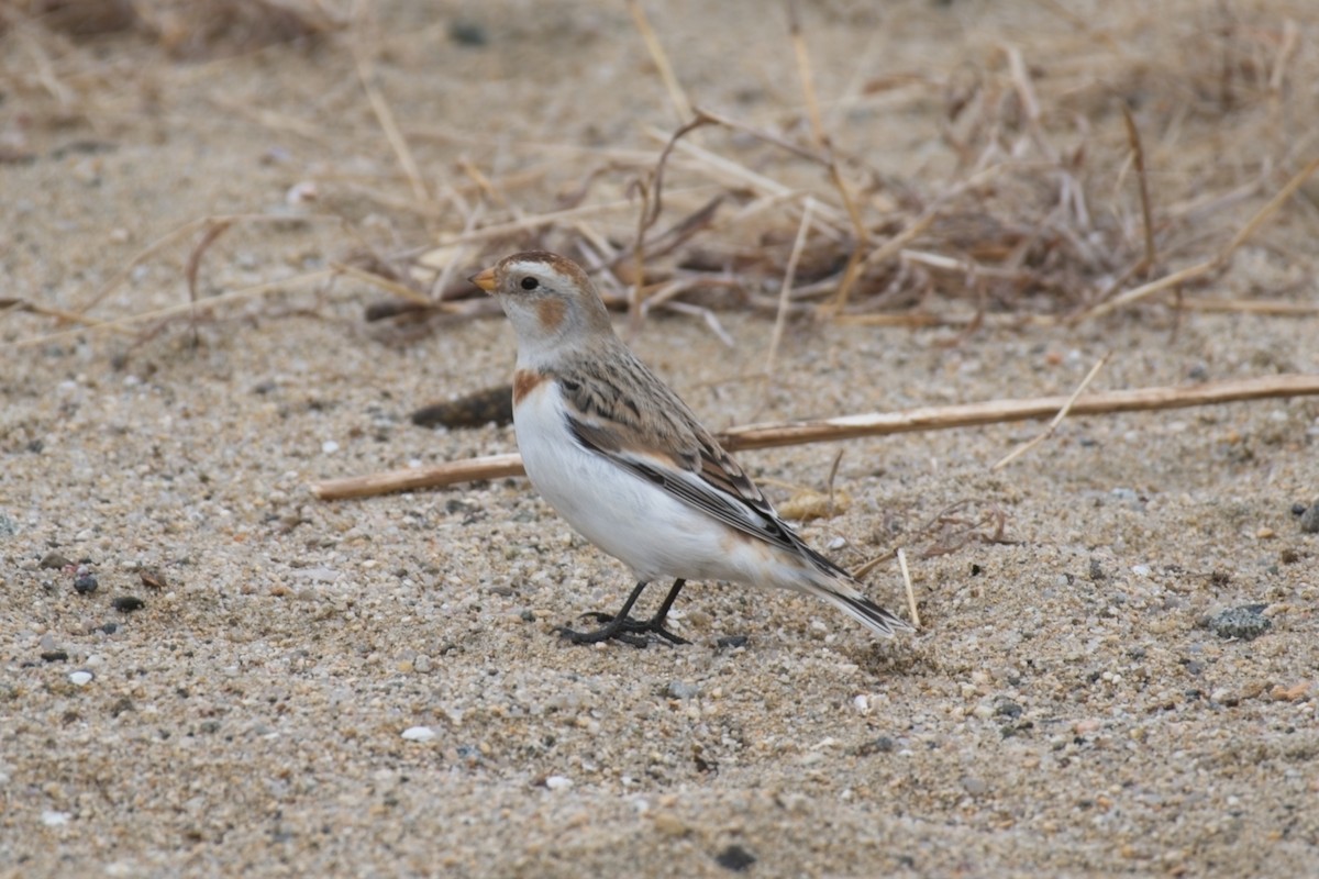 Snow Bunting - ML646832408