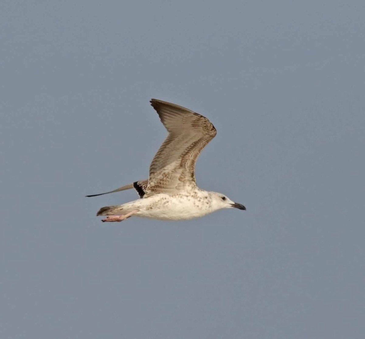 Клуша (Барабинская чайка) - ML646832410