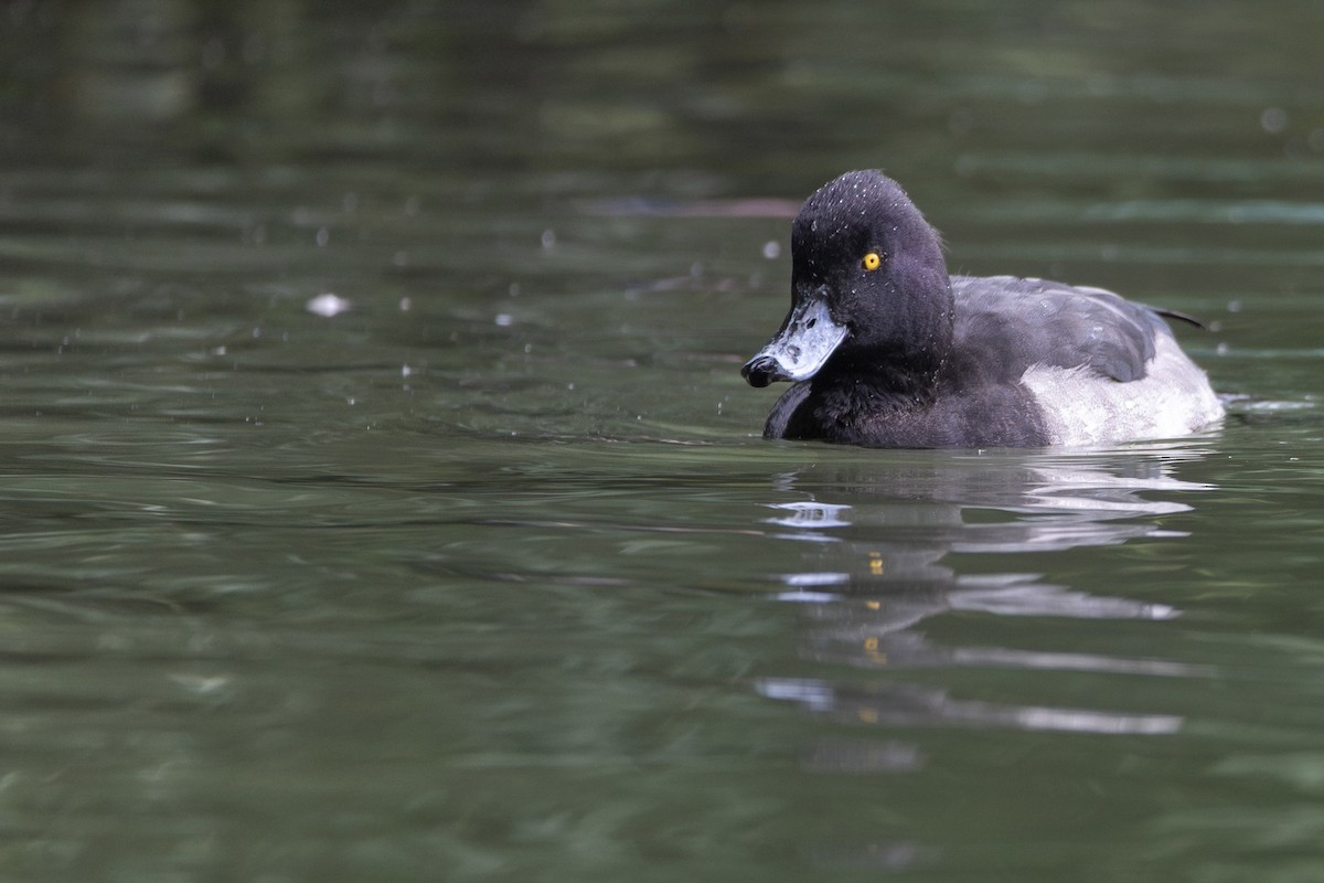 Tufted Duck - ML646832411