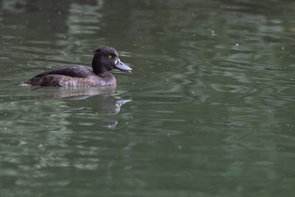 Tufted Duck - ML646832412