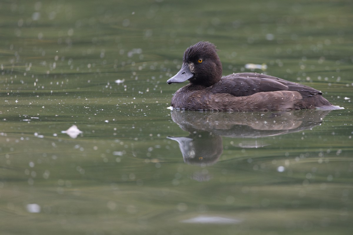 Tufted Duck - ML646832413
