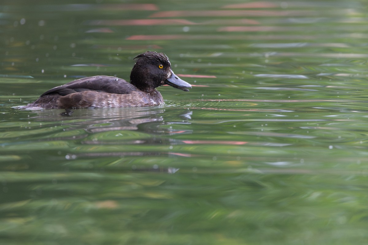 Tufted Duck - ML646832414
