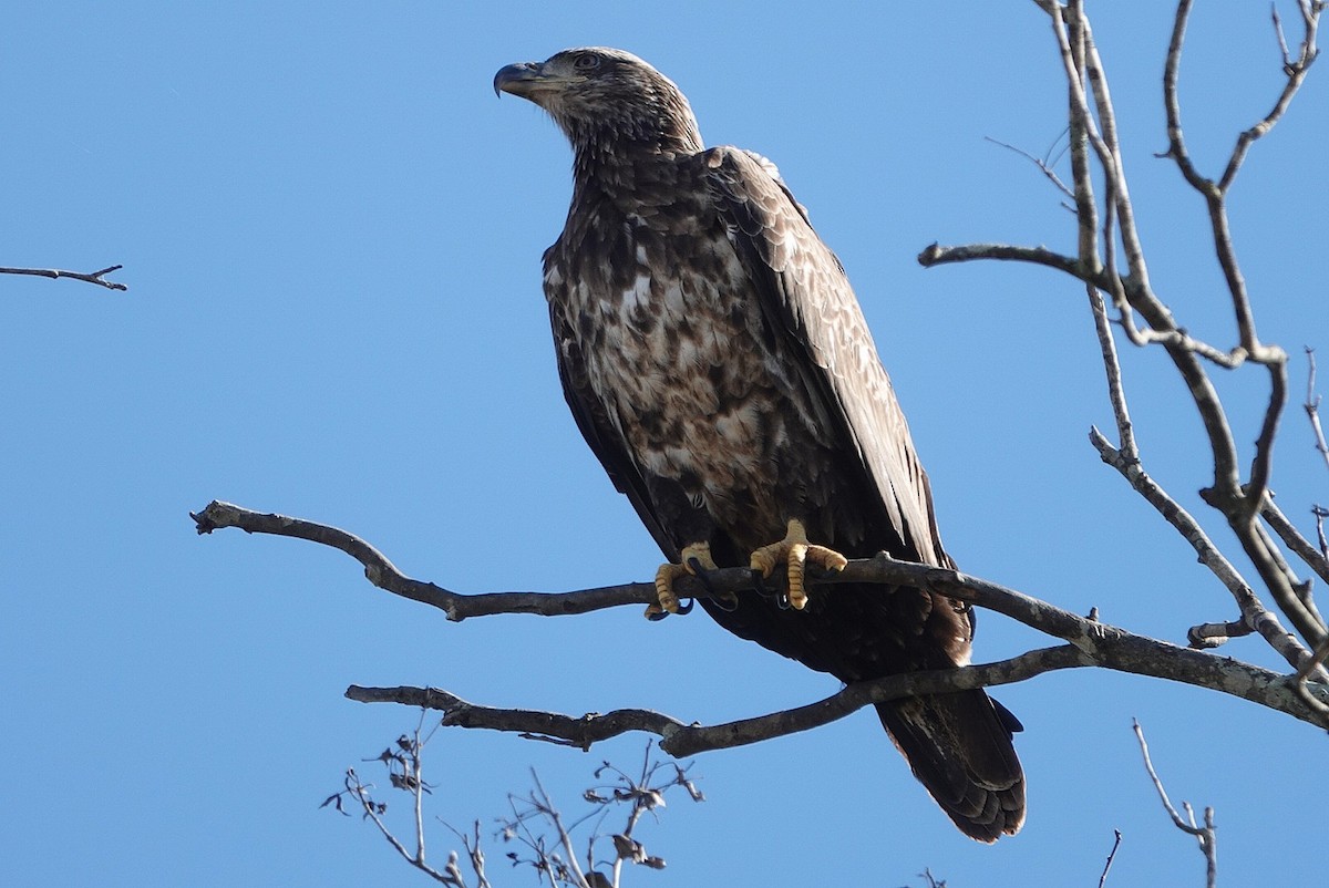 Weißkopf-Seeadler - ML646832418