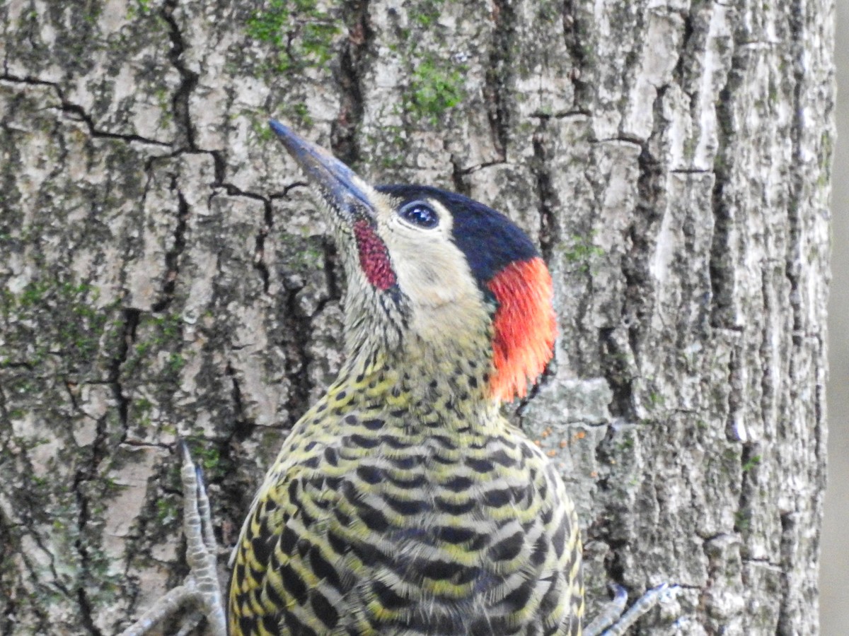 Декол плямистоволий - ML646832436