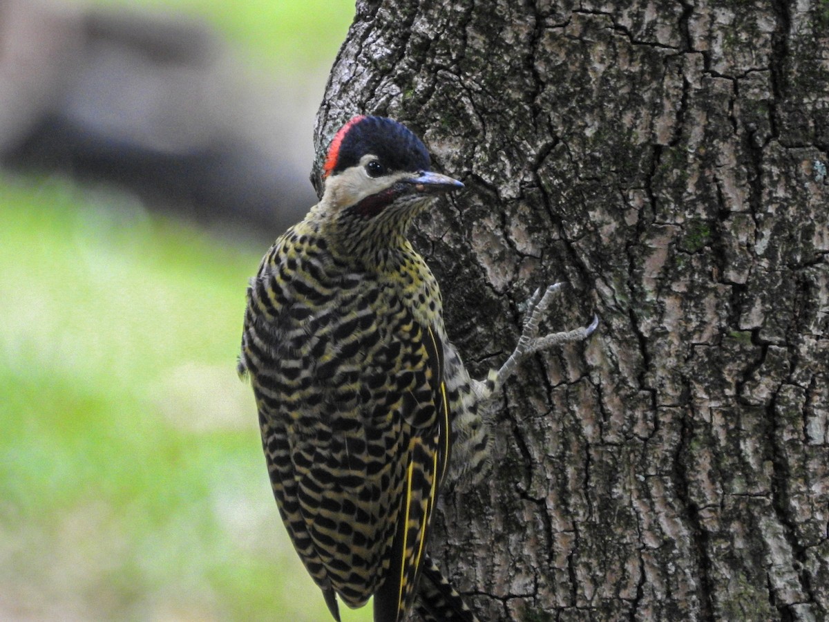 Декол плямистоволий - ML646832437