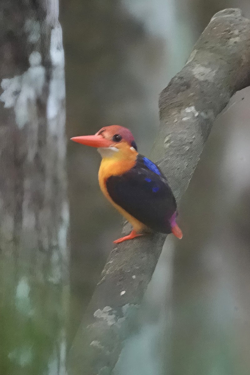 ミツユビカワセミ - ML646832439