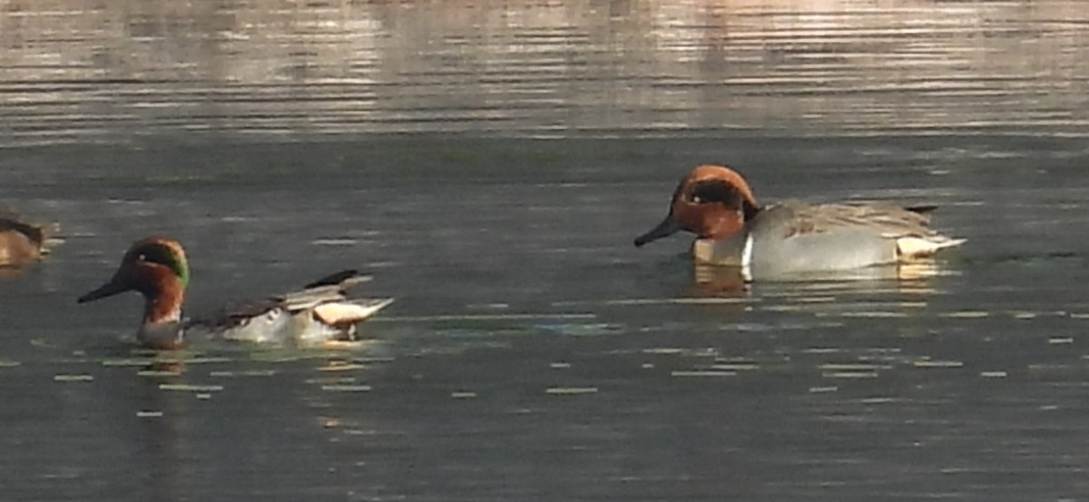 Чирок-свистунок - ML646832441