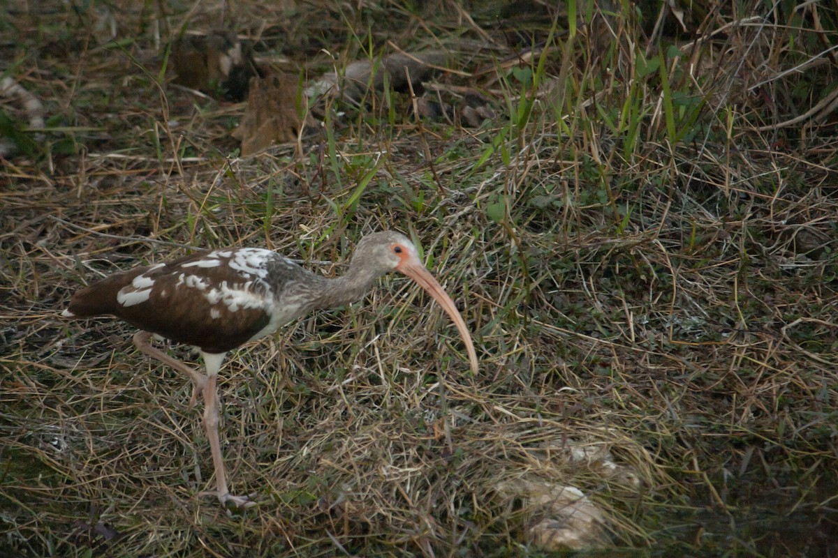 Белый ибис - ML646832442