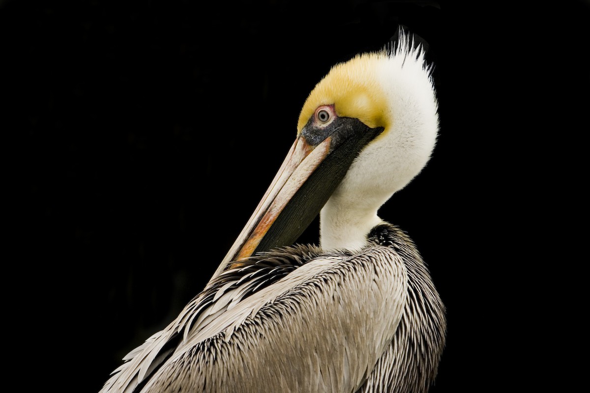 Бурый пеликан - ML646832444