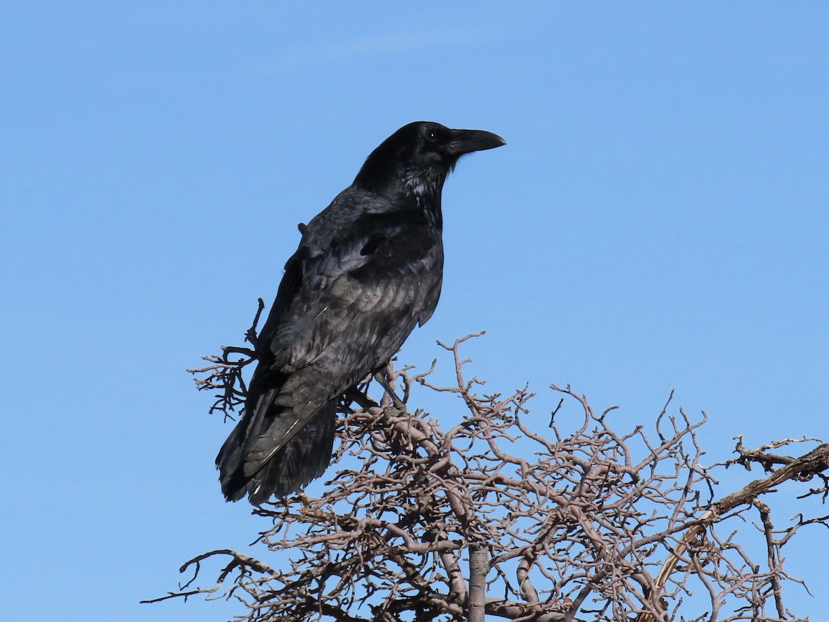 Ворон - ML646832445