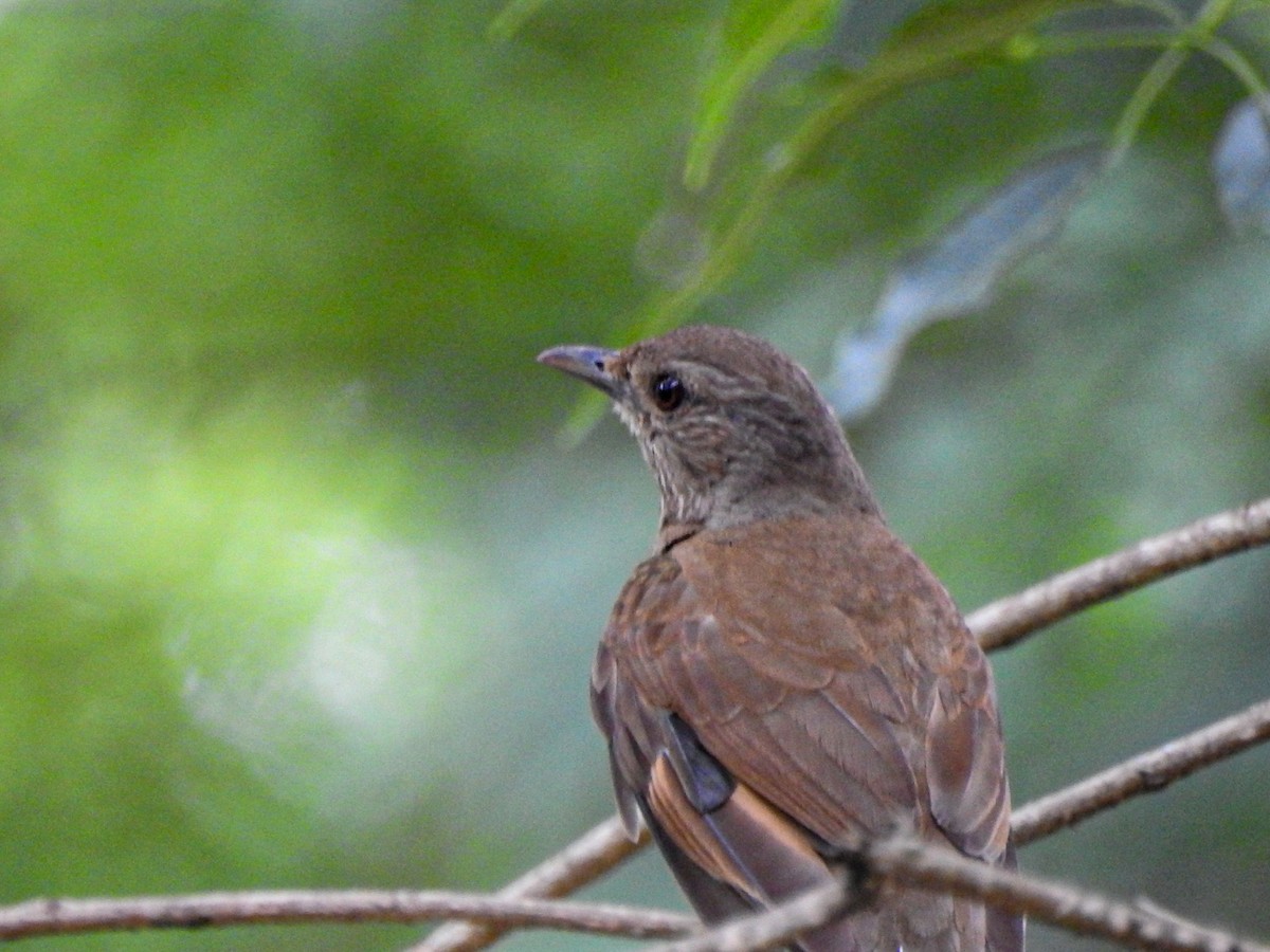 Pale-breasted Thrush - ML646832446