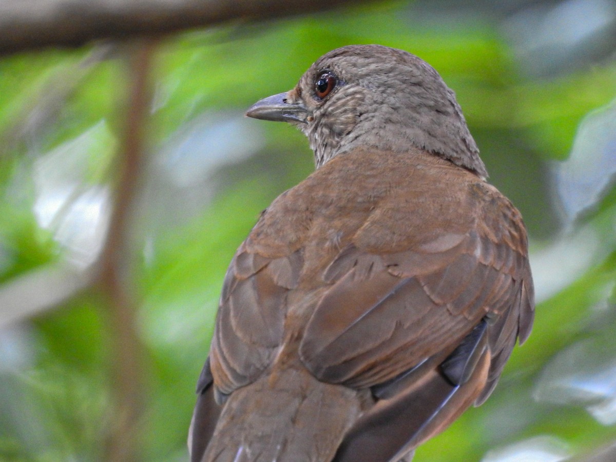 Pale-breasted Thrush - ML646832447