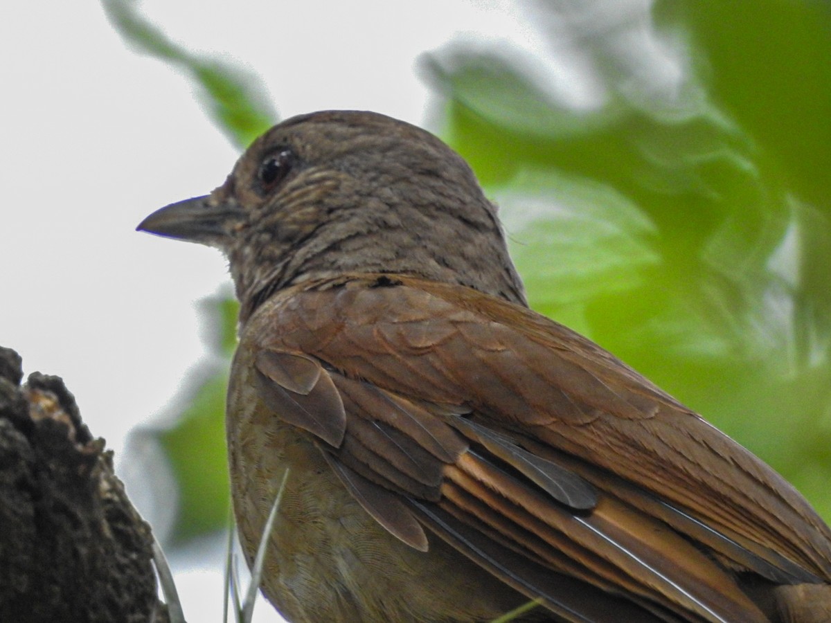 Pale-breasted Thrush - ML646832448