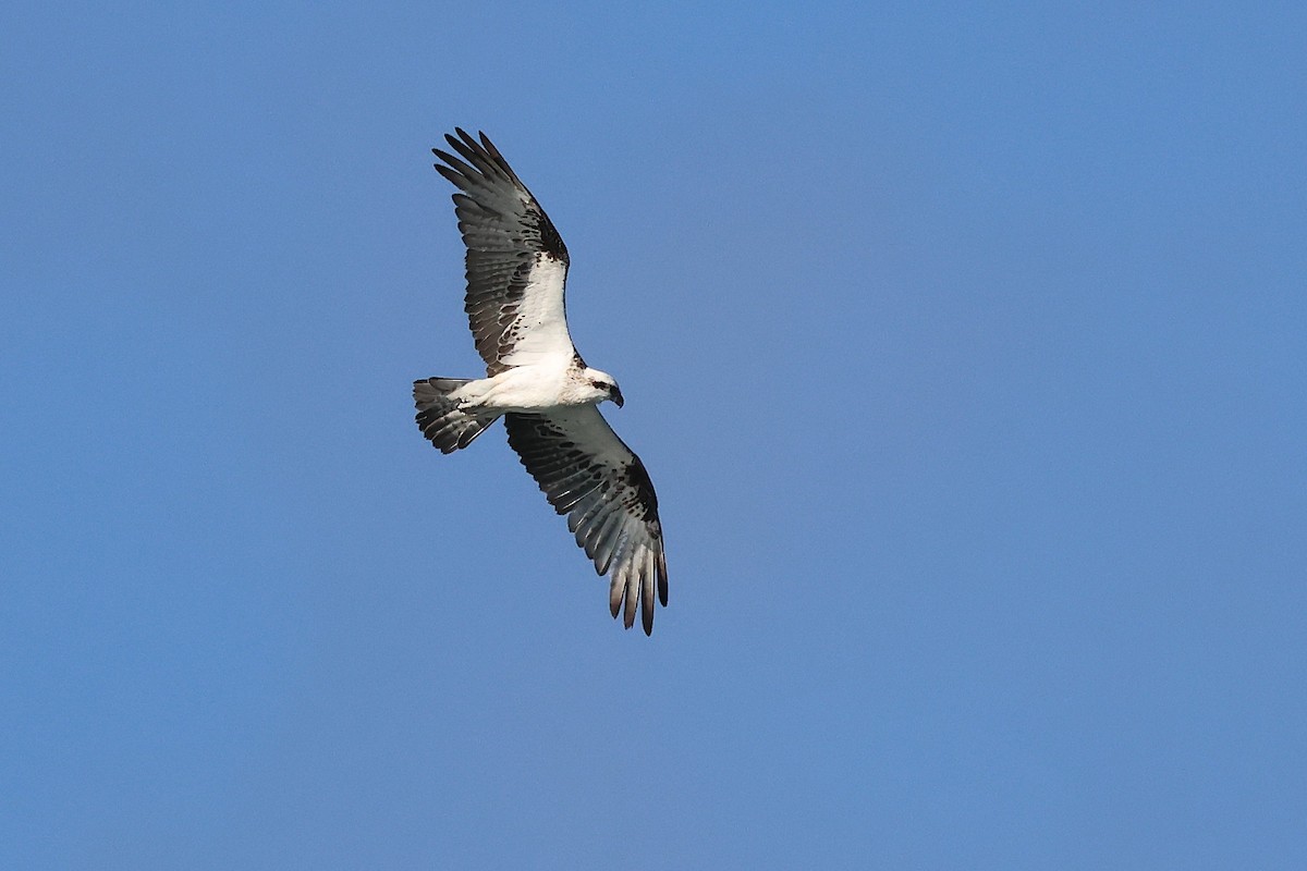 Arrano arrantzalea (cristatus) - ML646832449