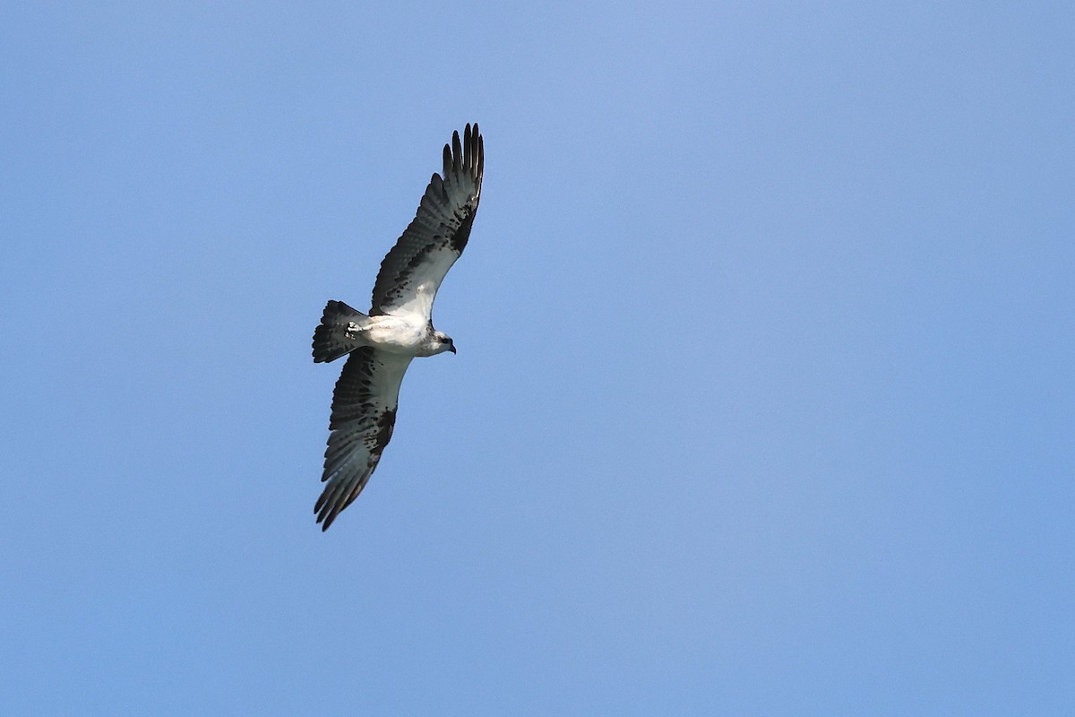 Arrano arrantzalea (cristatus) - ML646832450