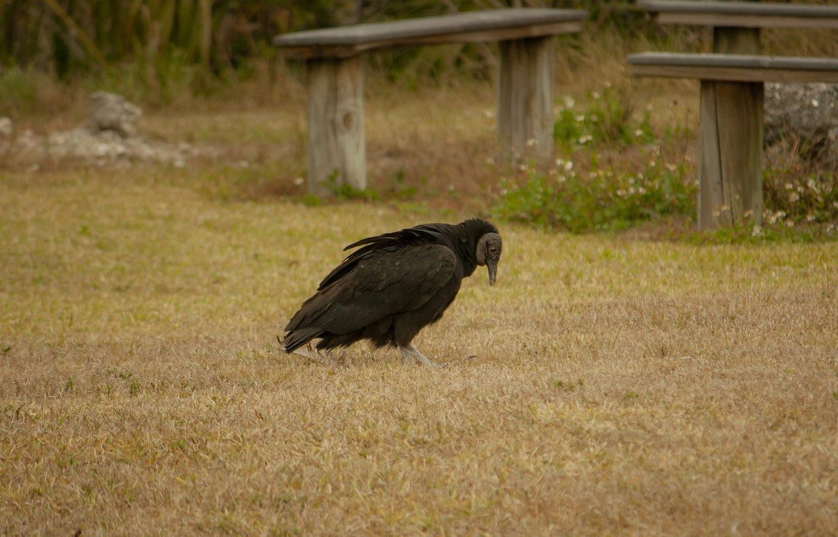 Чёрная катарта - ML646832451