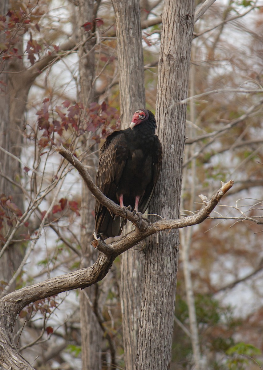 Катарта-индейка - ML646832453