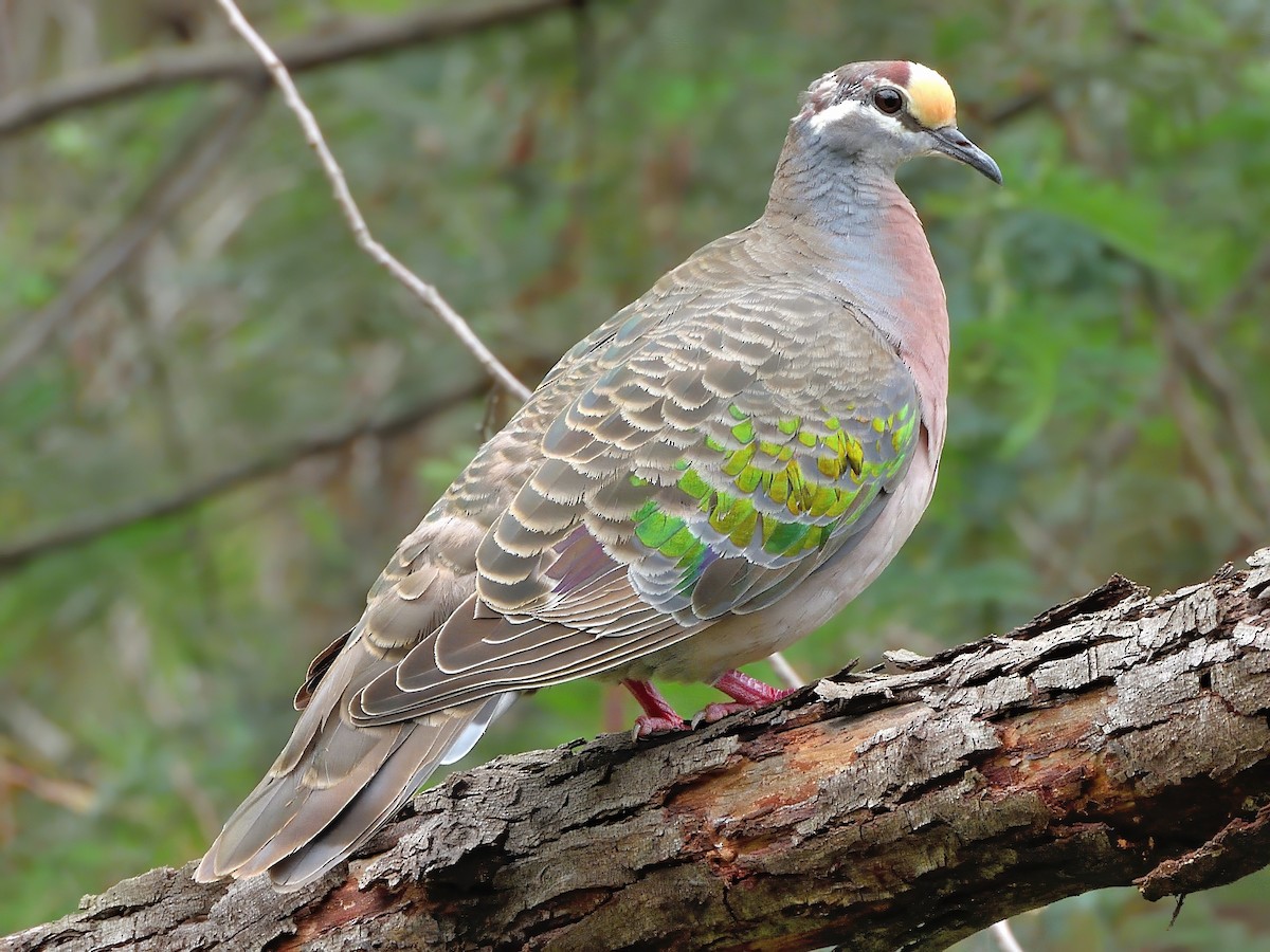 Colombine lumachelle - ML646832454