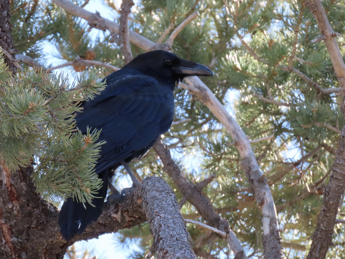 Ворон - ML646832455