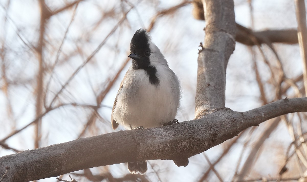 Серощёкий колючник - ML646832456