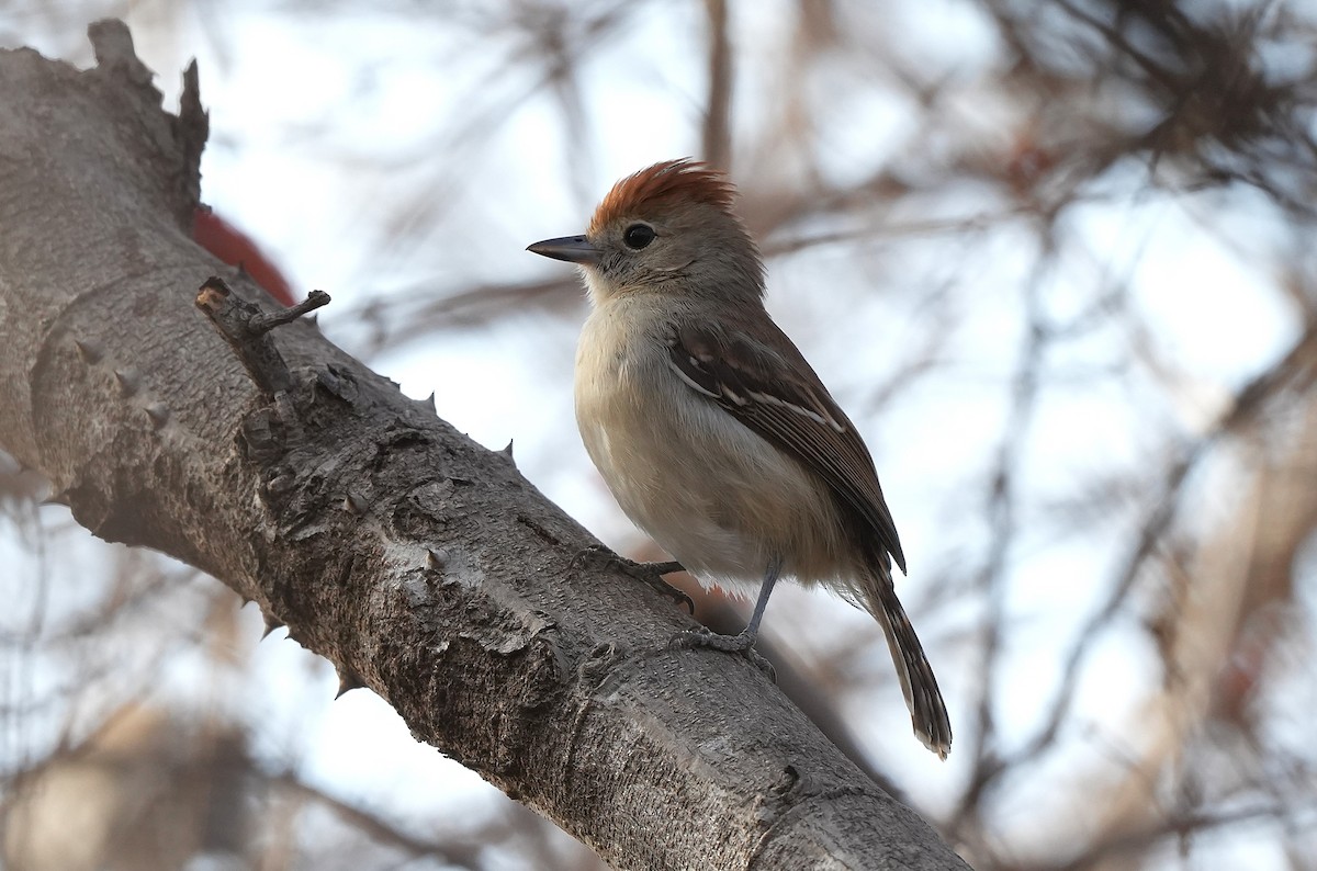 Серощёкий колючник - ML646832457