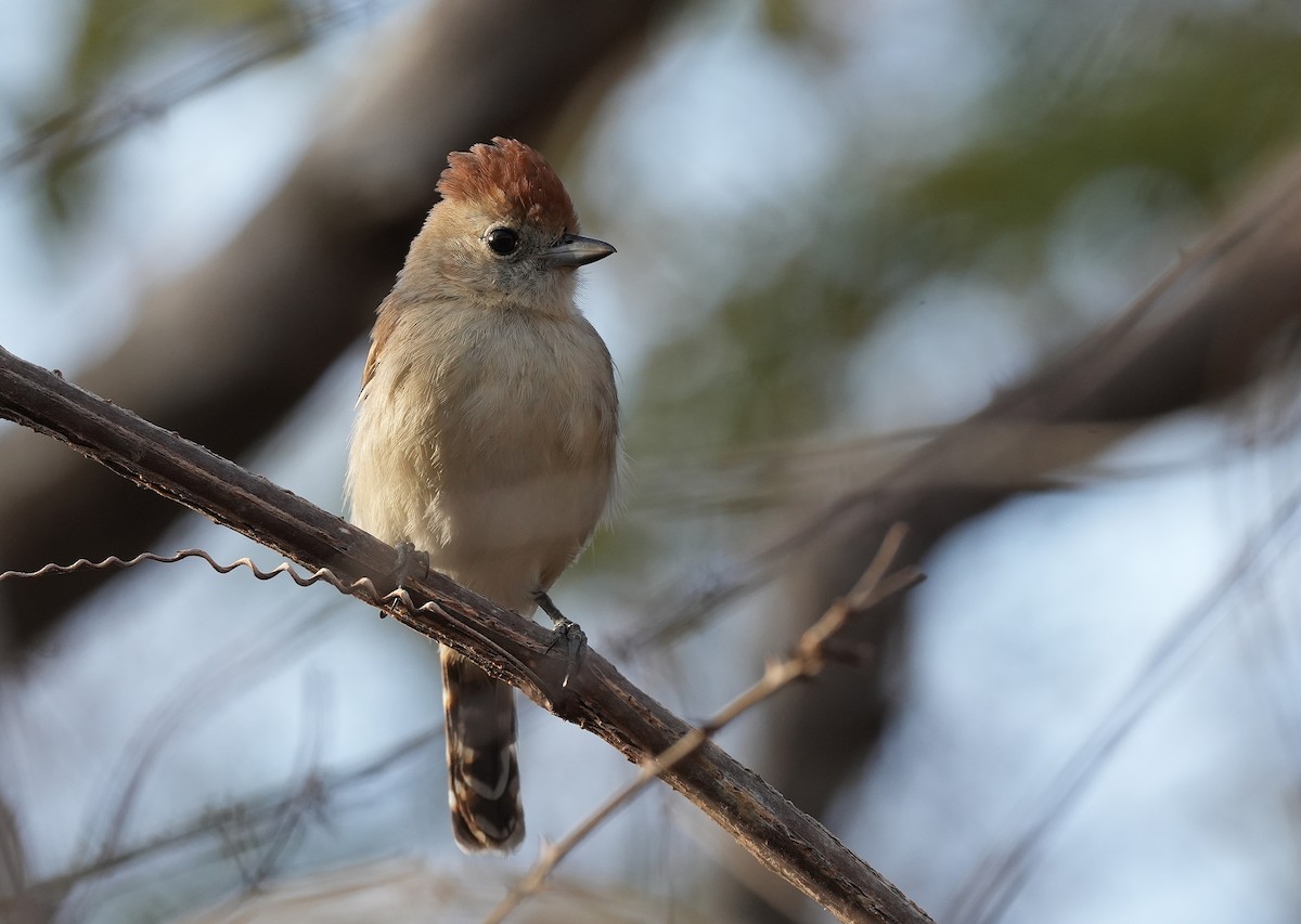 Серощёкий колючник - ML646832458