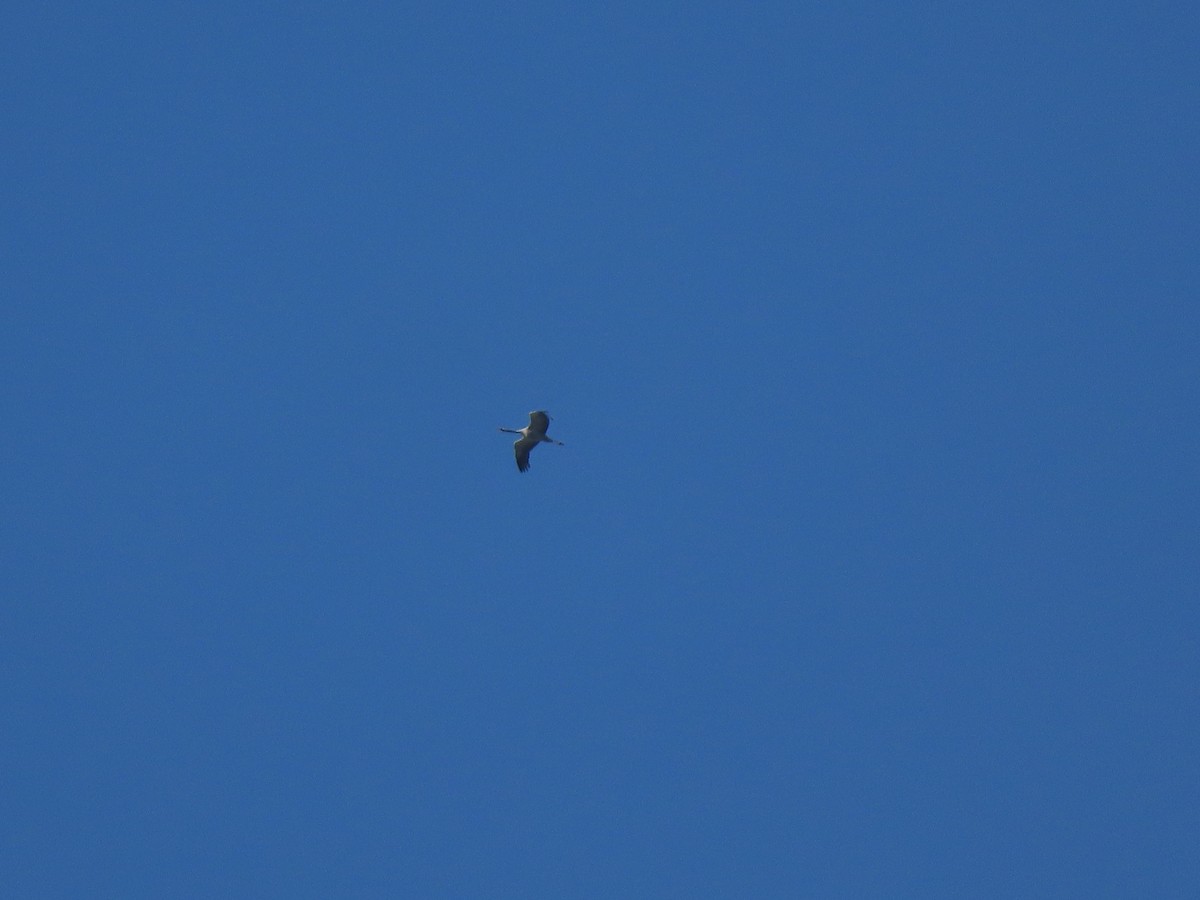 Серый журавль - ML646832459