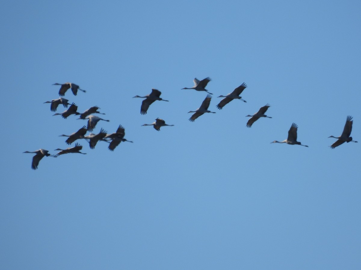 Канадский журавль - ML646832460