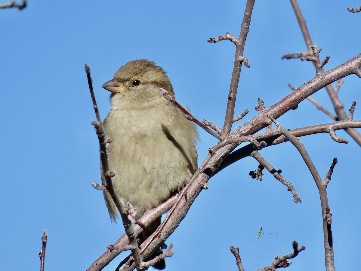 Домовый воробей - ML646832461