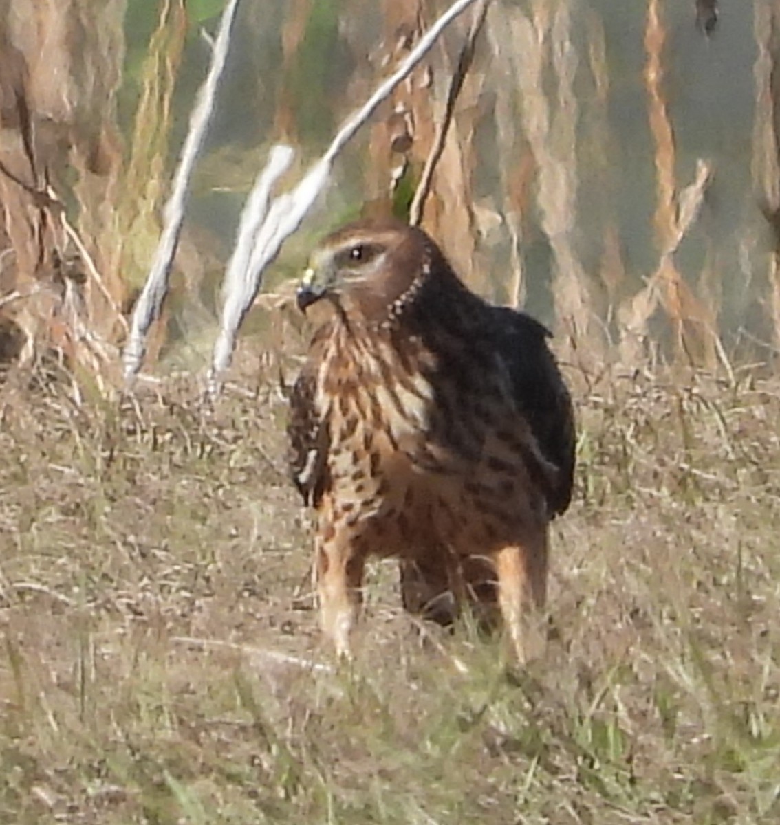 Лунь американський - ML646832465