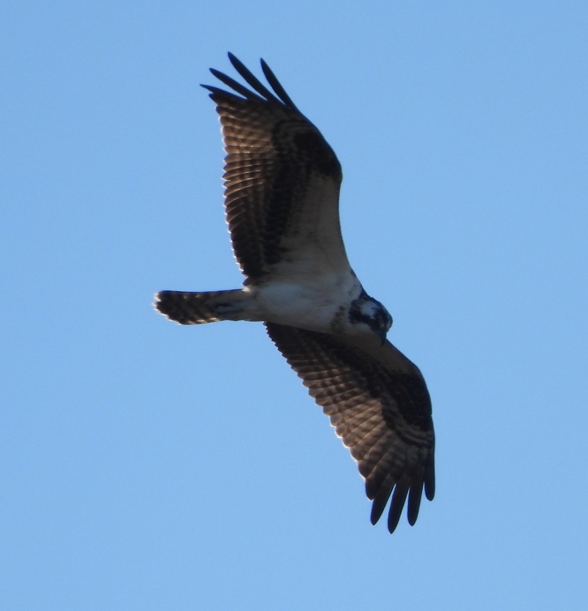 Скопа - ML646832466