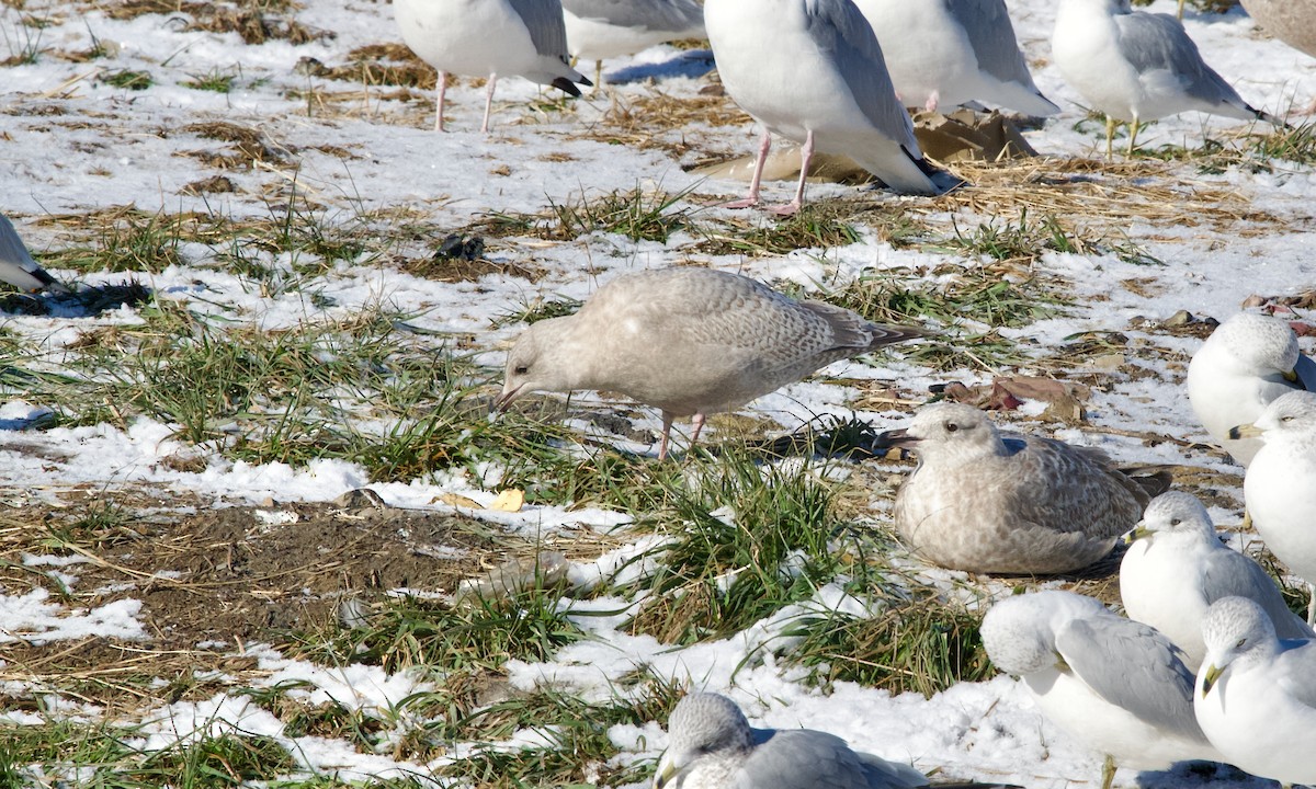 Мартин гренландський (підвид thayeri) - ML646832467