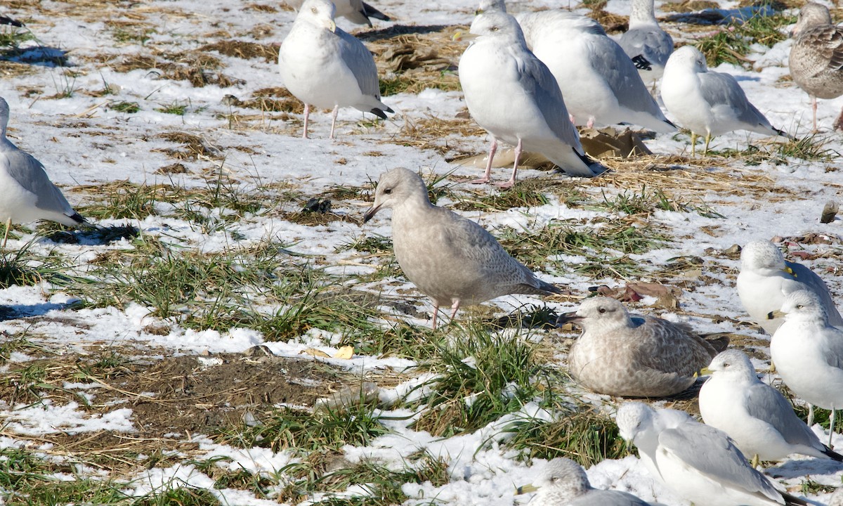 Мартин гренландський (підвид thayeri) - ML646832468
