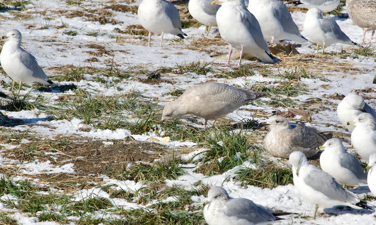 Мартин гренландський (підвид thayeri) - ML646832469